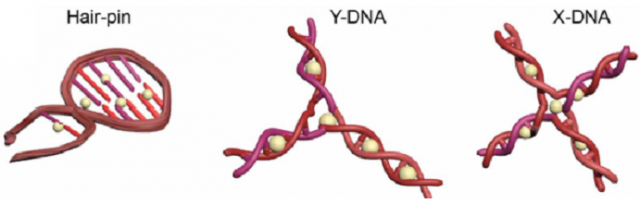 DNA로 만든 가닥 안에 항암제(상아색 구체)를 끼워넣었다. 머리핀(Hair-pin) 형태의 DNA 가닥 속에서는 항암제가 금방 방출됐으며, X자 형태에서는 천천히 방출됐다. - 중앙대 화학신소재공학부 제공